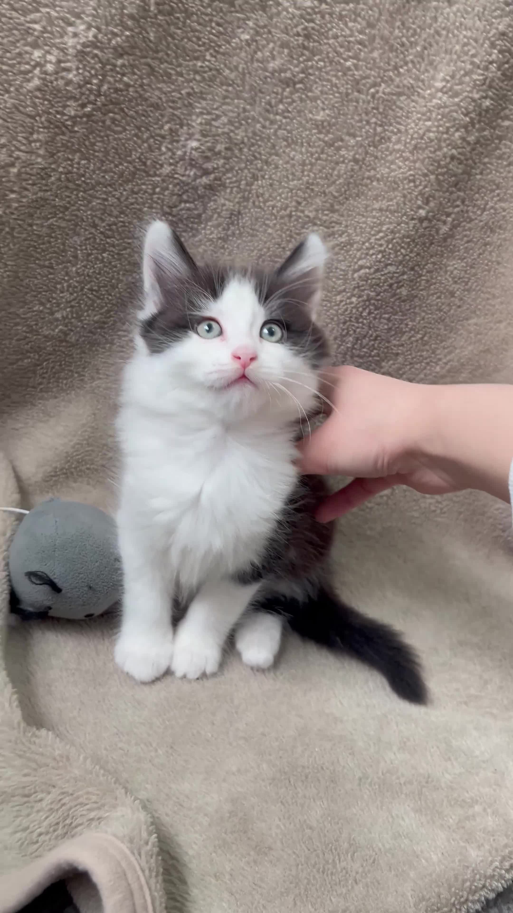 Mixed Breed cats for sale: Beautiful fluffy Russian blue mixed breed kitten - Video 1