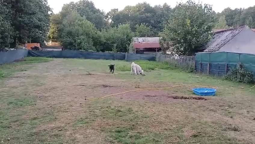 Mixed Breed dogs for adoption: Meet SHEAMUS - a handsome boy for a confident Home - Video 1