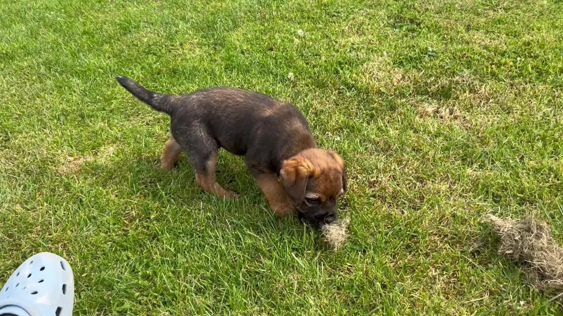 Border Terrier dogs for sale: Border Terrier Puppies  - Video 1
