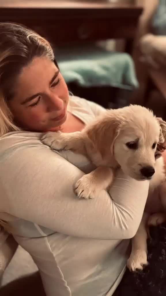 Golden Retriever dogs for sale: ⭐️Ready from 14th July⭐️ - Video 1