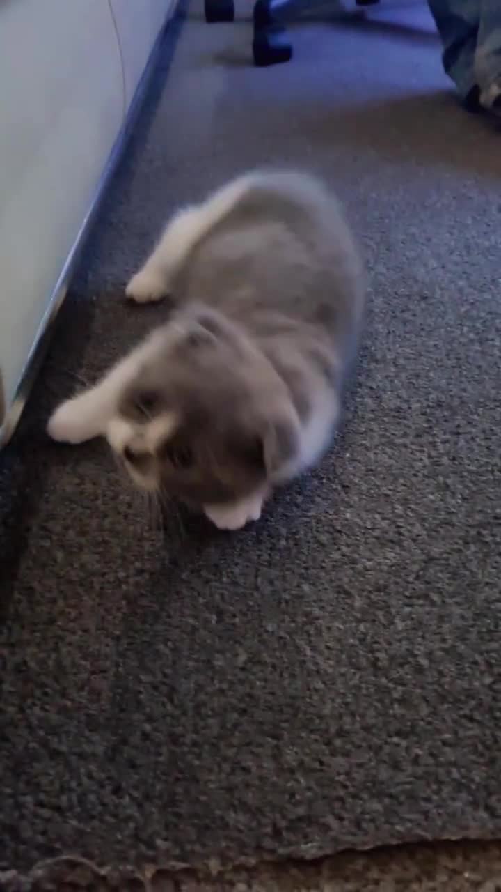 Scottish Fold cats for sale: Last beautiful kitten reduced  - Video 1