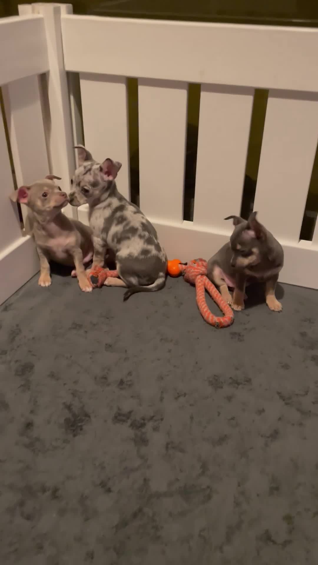 Chihuahua dogs for sale: Stunning Chihuahua Puppies  - Video 1