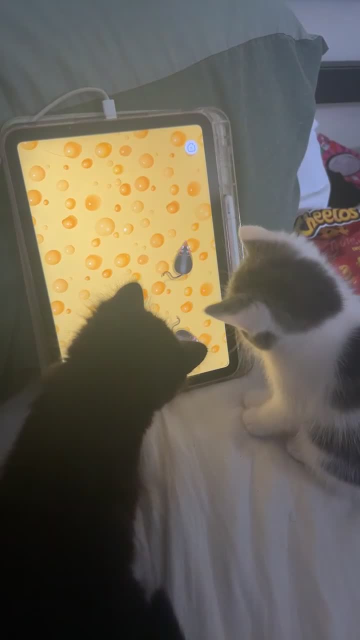 Mixed Breed cats for sale: 2 ragdoll mixes for sale - Video 1