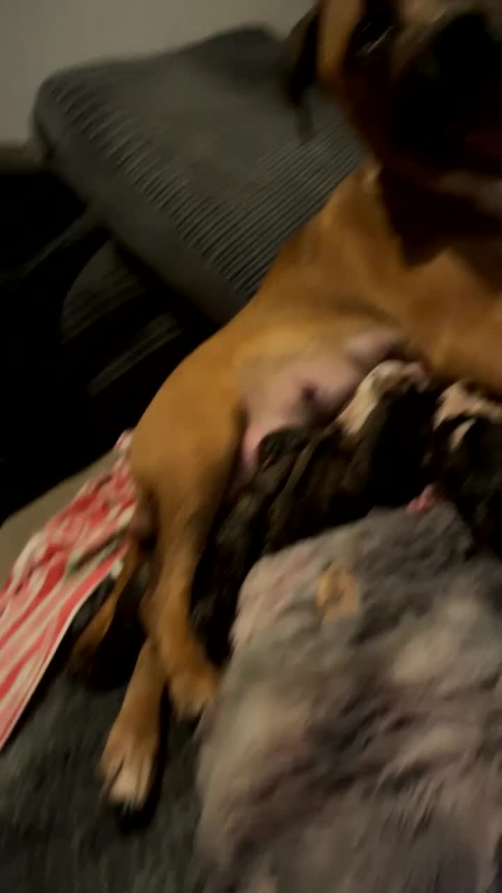 Mixed Breed dogs for sale: 8 Beautiful puppies looking for their new home in Great Yarmouth - Video 1