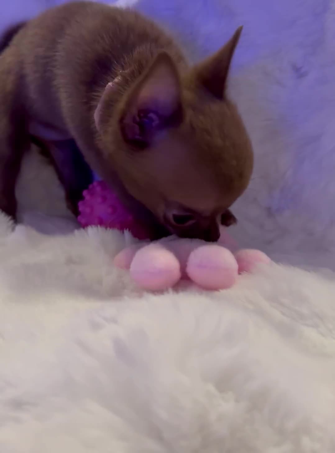 Pomchi dogs for sale: Fluffy Tiny Pomchi Puppies.🥰😍🤗 - Video 3