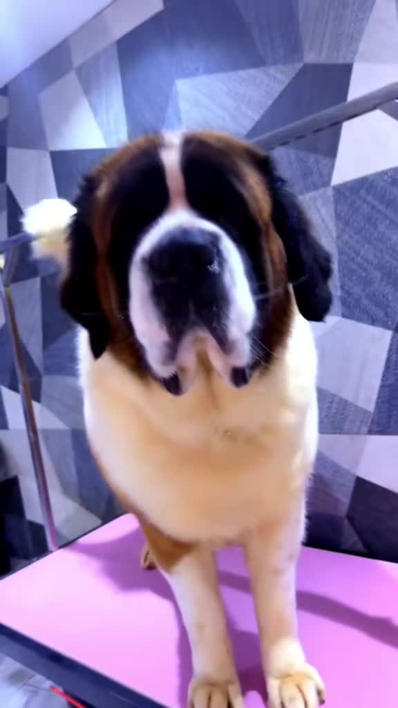 Saint Bernard dogs for sale: Exceptional litter of show quality pups  - Video 1