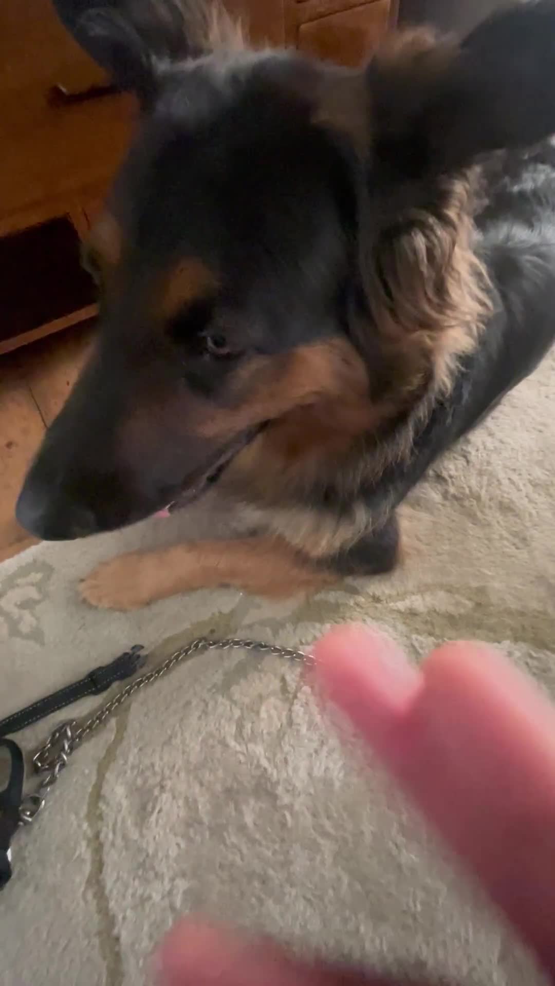 German Shepherd dogs for sale: Upcoming Litter of Pedigree German Shepherd Puppy - Video 1