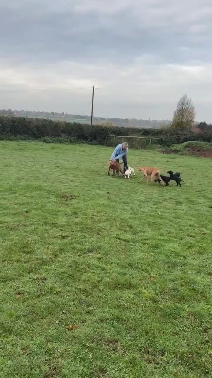 Pointer dogs for sale:  Black bitch available. - Video 1