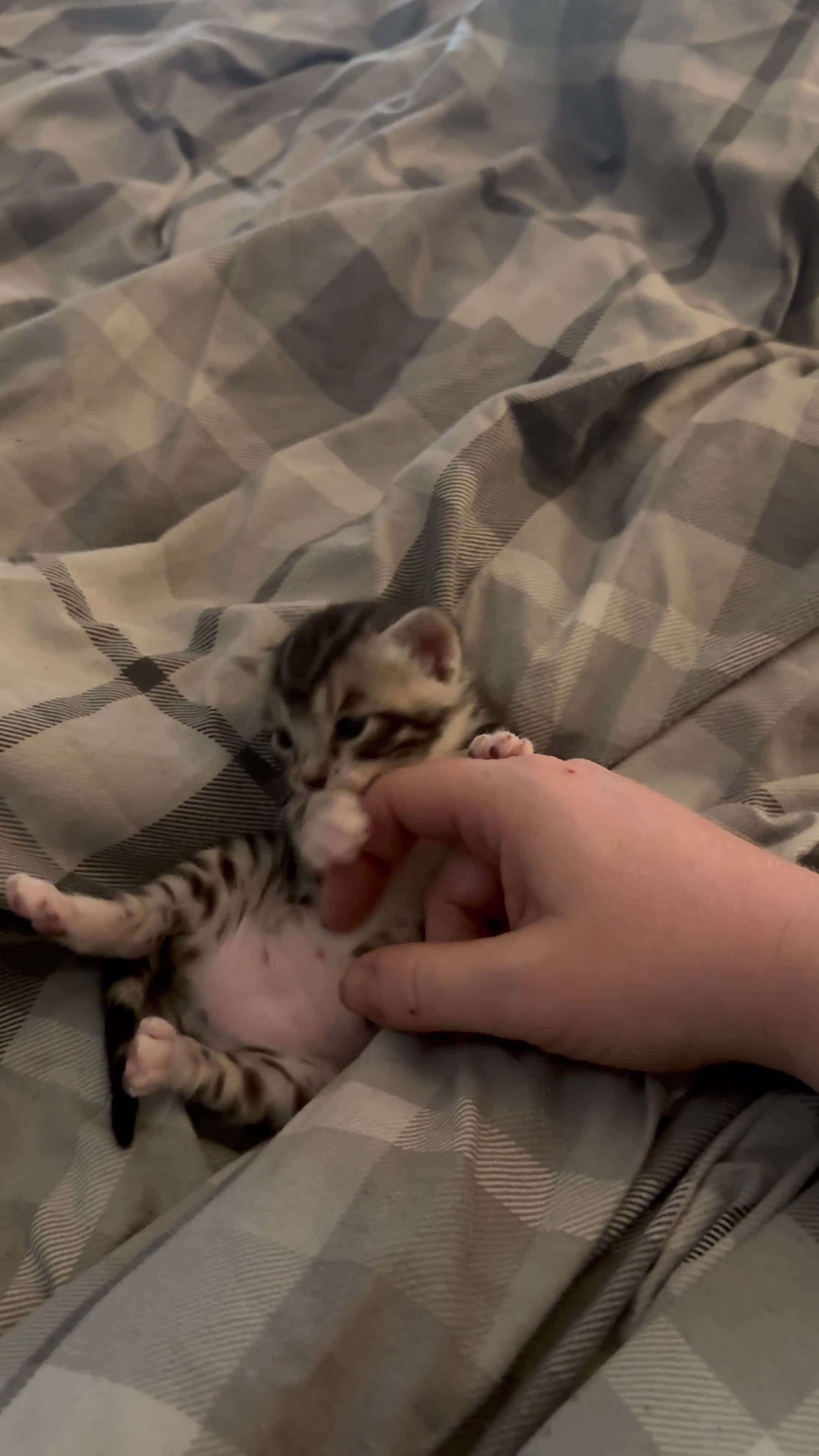 Bengal cats for sale: Bengal kittens  in Llanelli - Video 4
