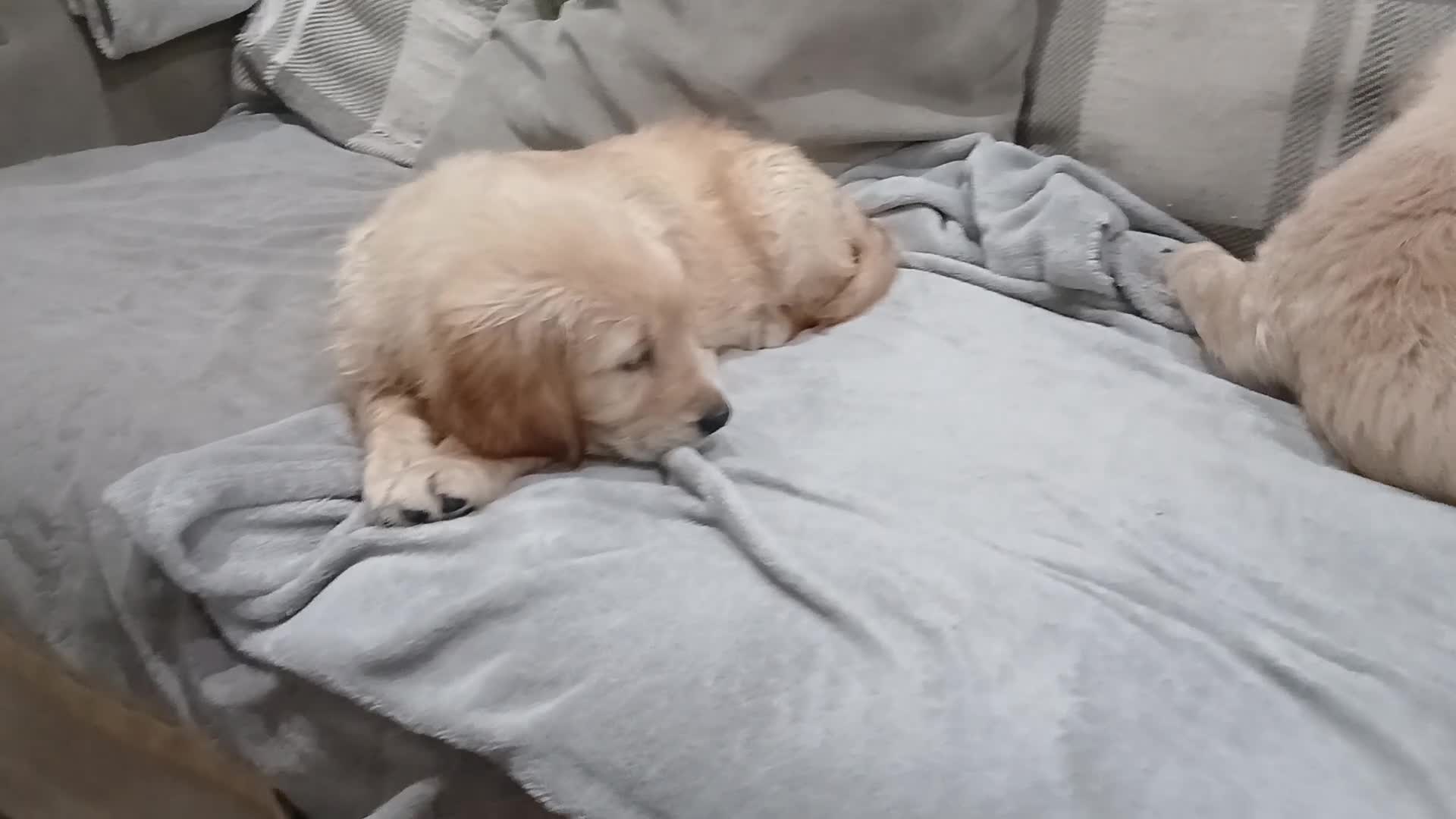 Golden Retriever dogs for sale: Beautiful true gold golden retrievers  - Video 2