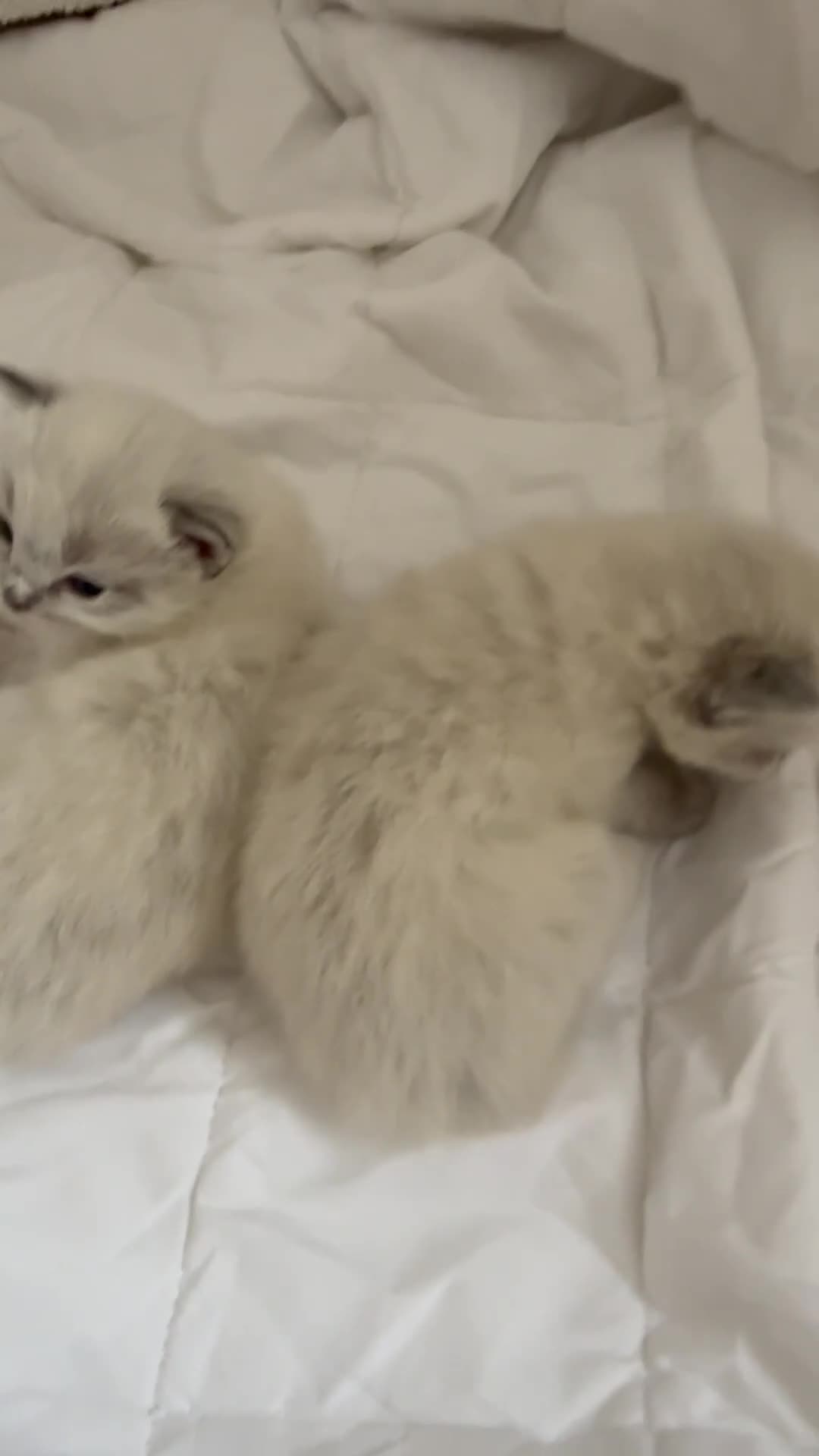 Ragdoll cats for sale: Lynx Ragdoll boys  - Video 2
