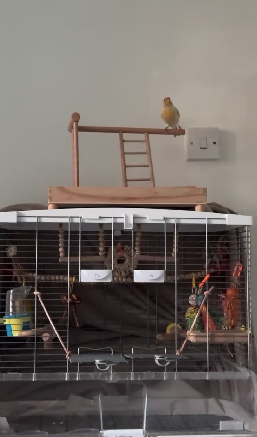 Canaries birds for sale: Adorable Omelette Male Canary - Video 1