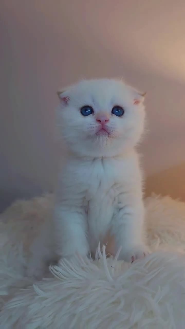 Scottish Fold cats for sale: ⭐️ Top Quality Scottish Fold Kittens ⭐️ - Video 1
