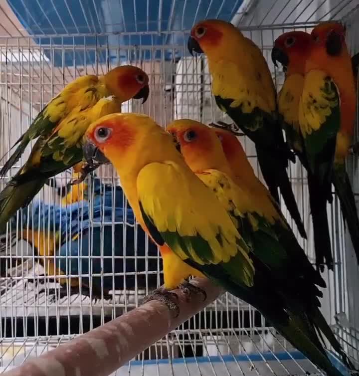 Parrots birds for sale: Macaw blue and gold  - Video 2