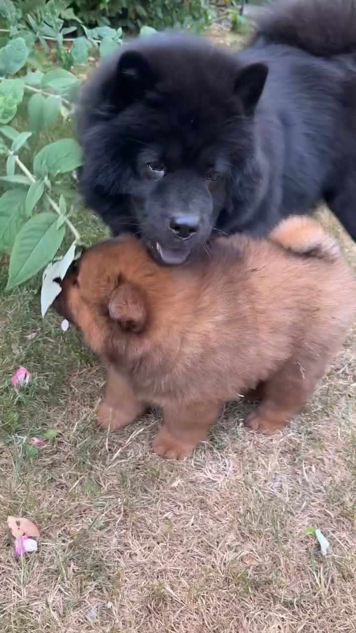 Chow Chow dogs for sale: Outstanding Red Chow Chow Boy – Ready Now ⭐ - Video 2