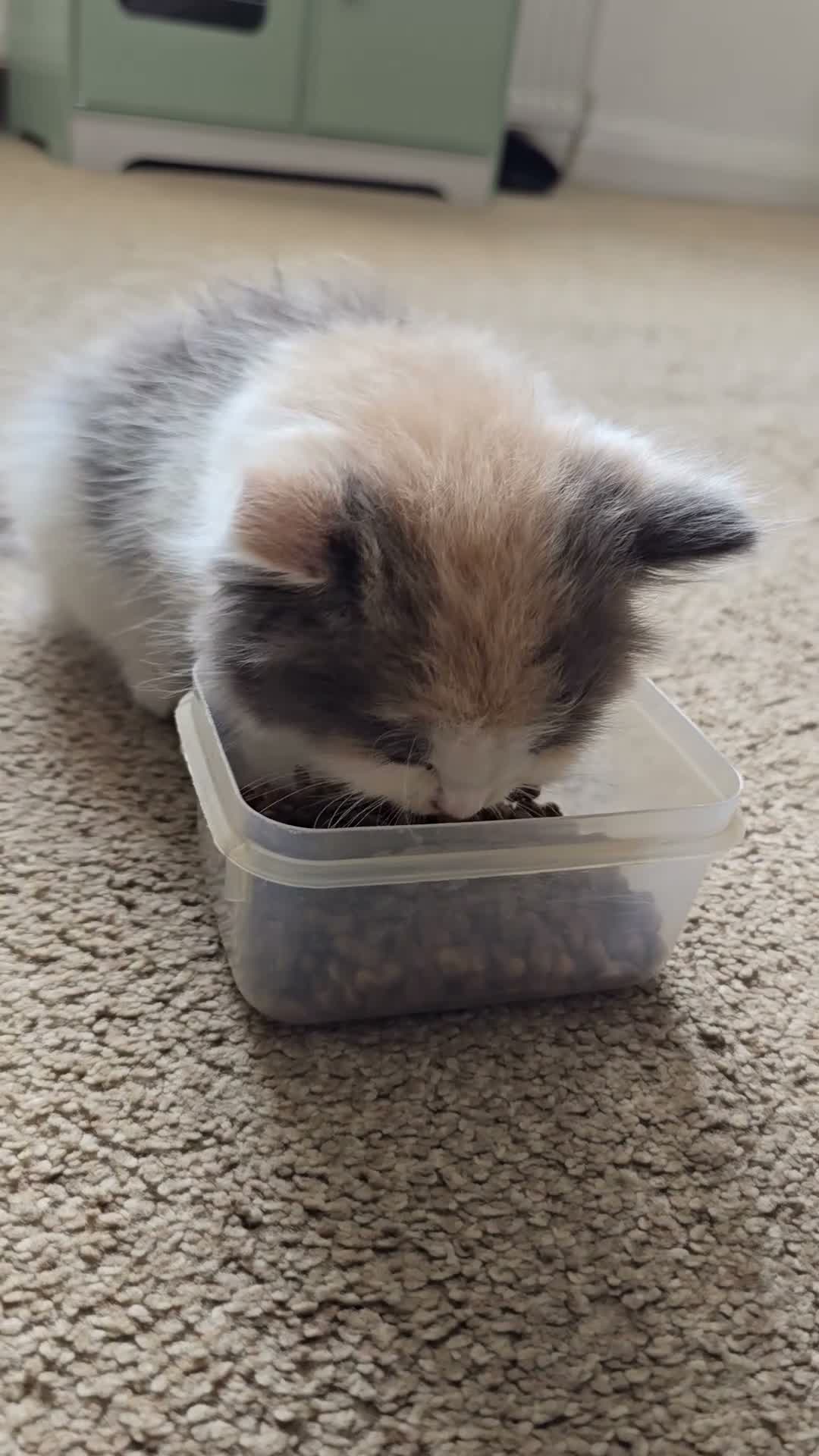 Mixed Breed cats for sale: 2 Beautiful Female Kittens 11 Weeks Old - Video 1