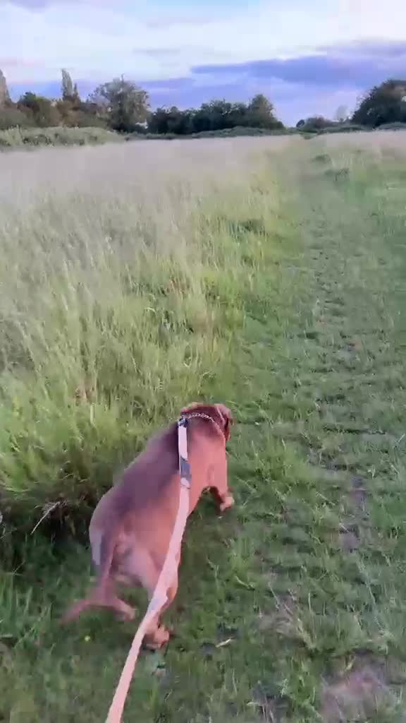 Mixed Breed dogs for sale: Hugo The Pocket Bully in Braintree - Video 1