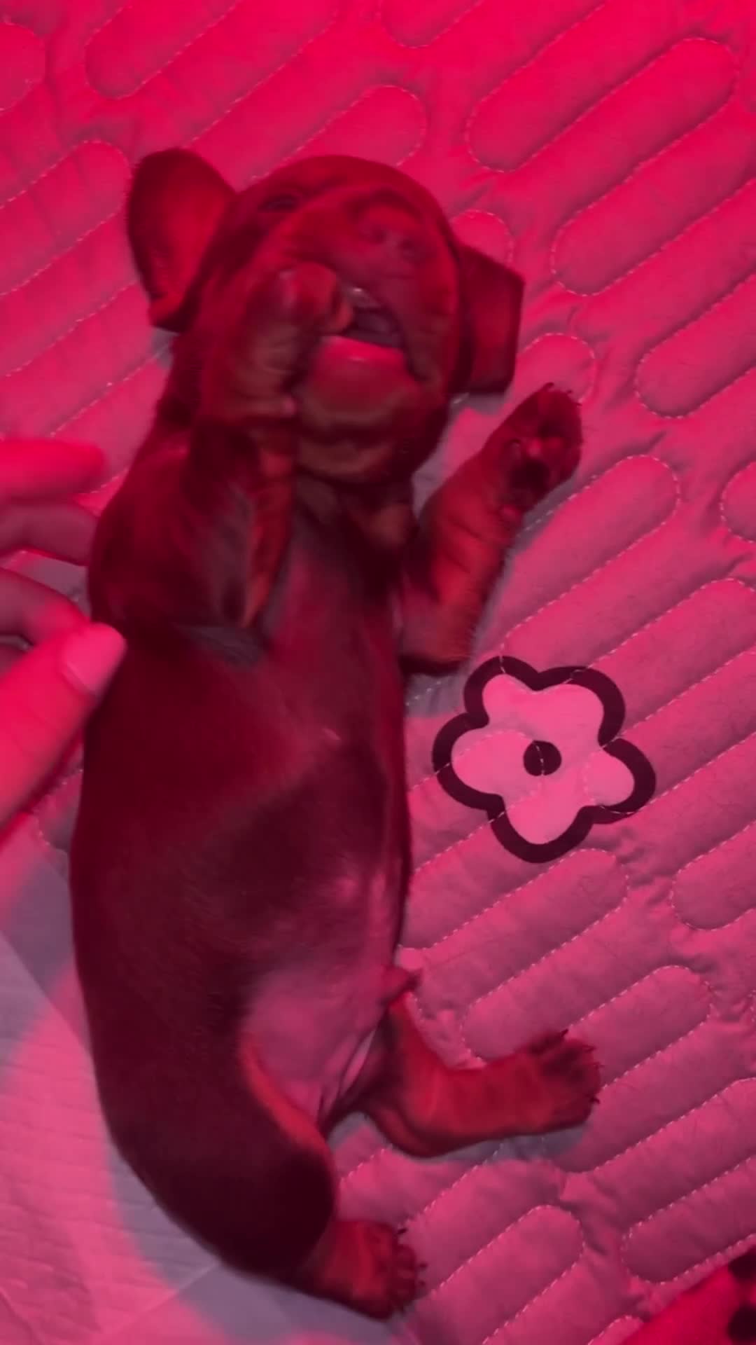 Dachshund dogs for sale: 5 miniature   dachshund  - Video 1