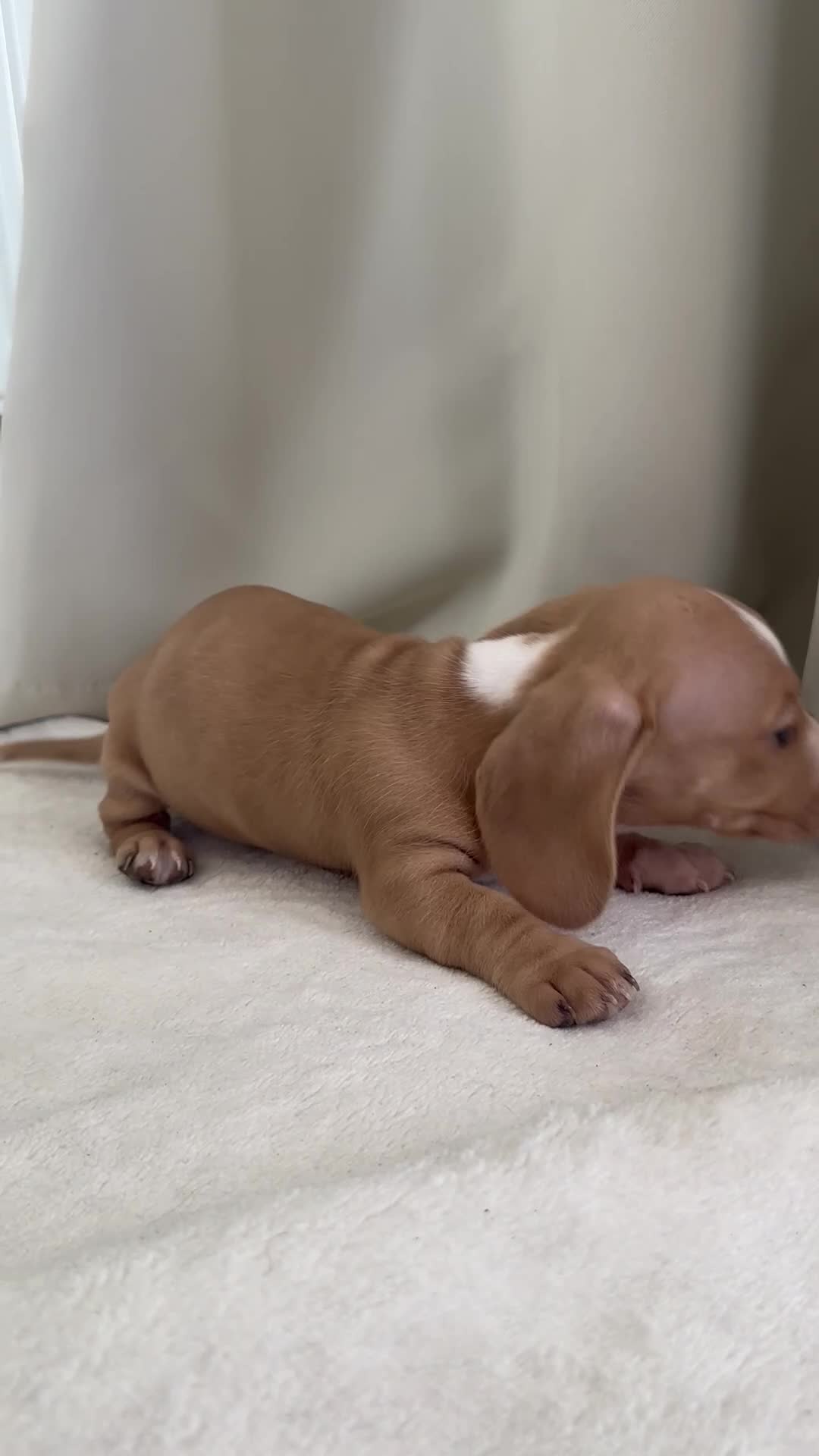 Miniature Dachshund dogs for sale: Beautiful unique miniature Dachunds  in Selby - Video 1
