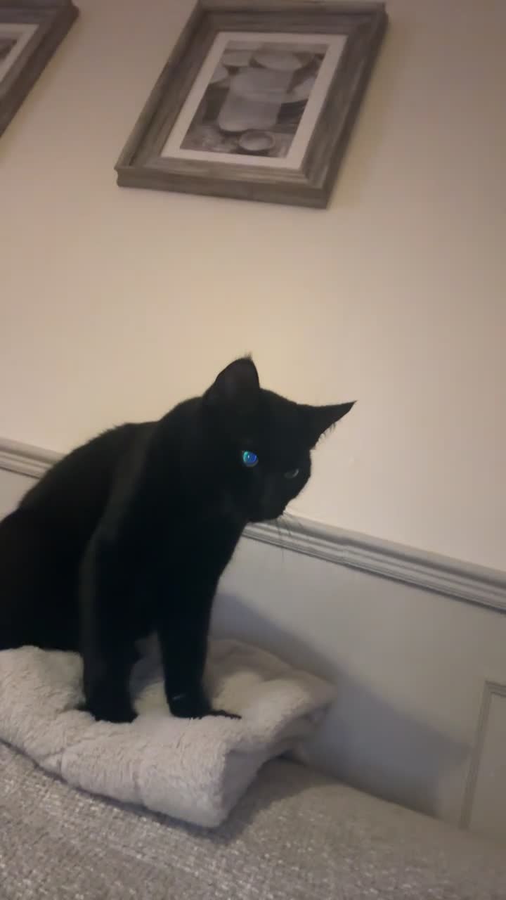 Mixed Breed cats for sale: Milo and Nina  - Video 1