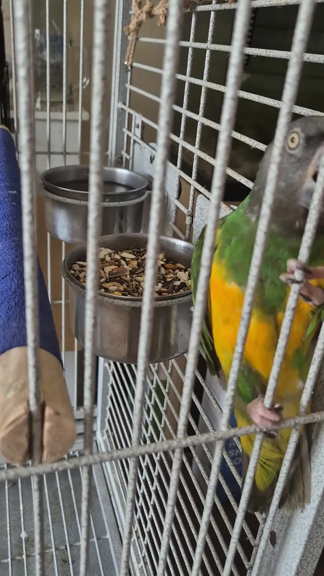 Parrots birds for sale: Senegal parrot  - Video 1