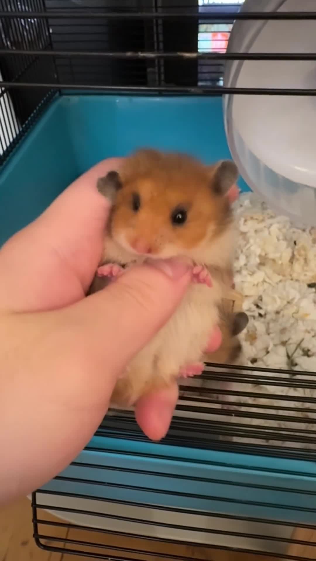 Hamster rodents for sale: Ready to go. Last 2 female golden hamsters - Video 2