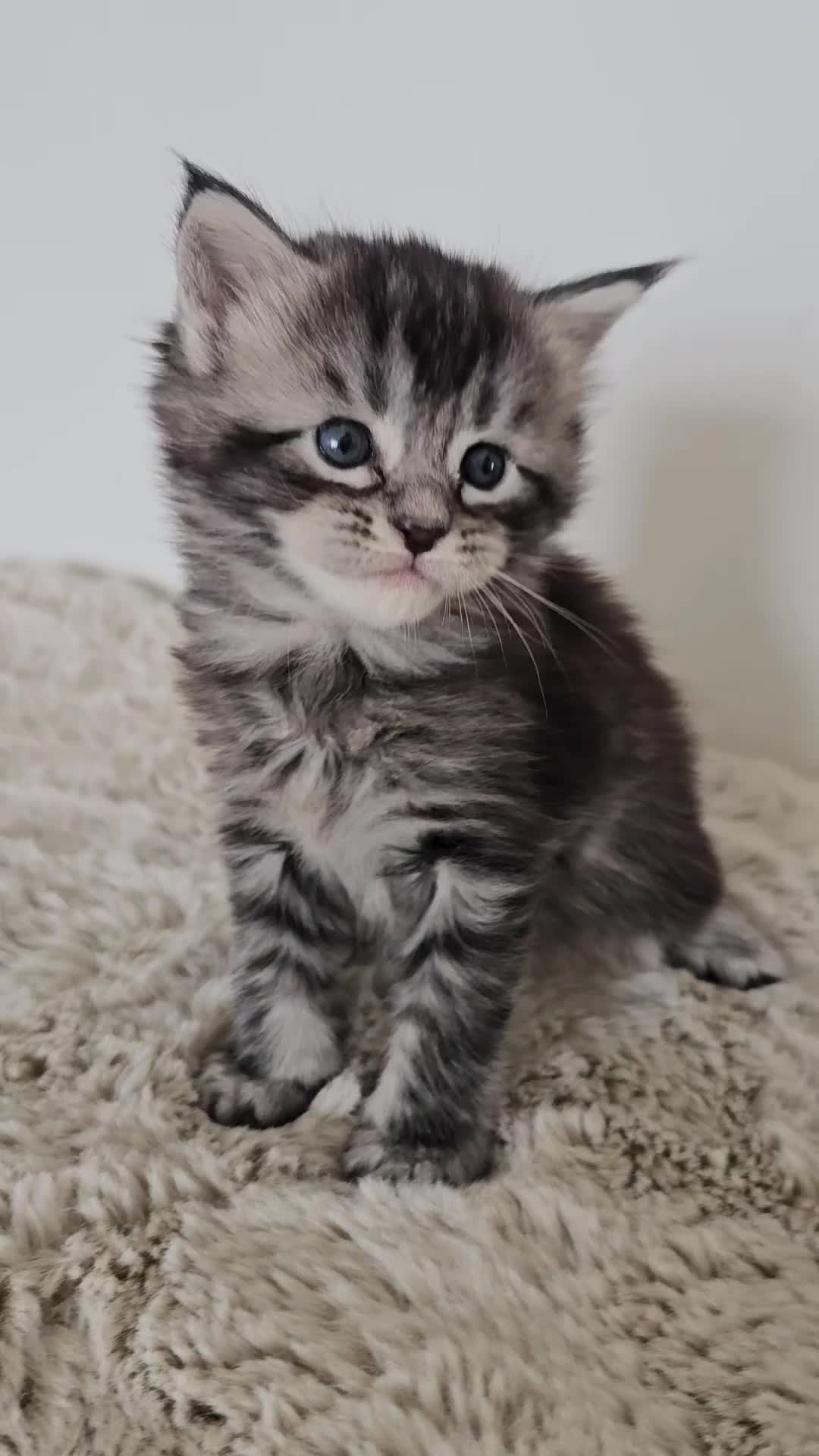 Maine Coon cats for sale: Maine Coon kittens looking for loving homes 🐾 - Video 3