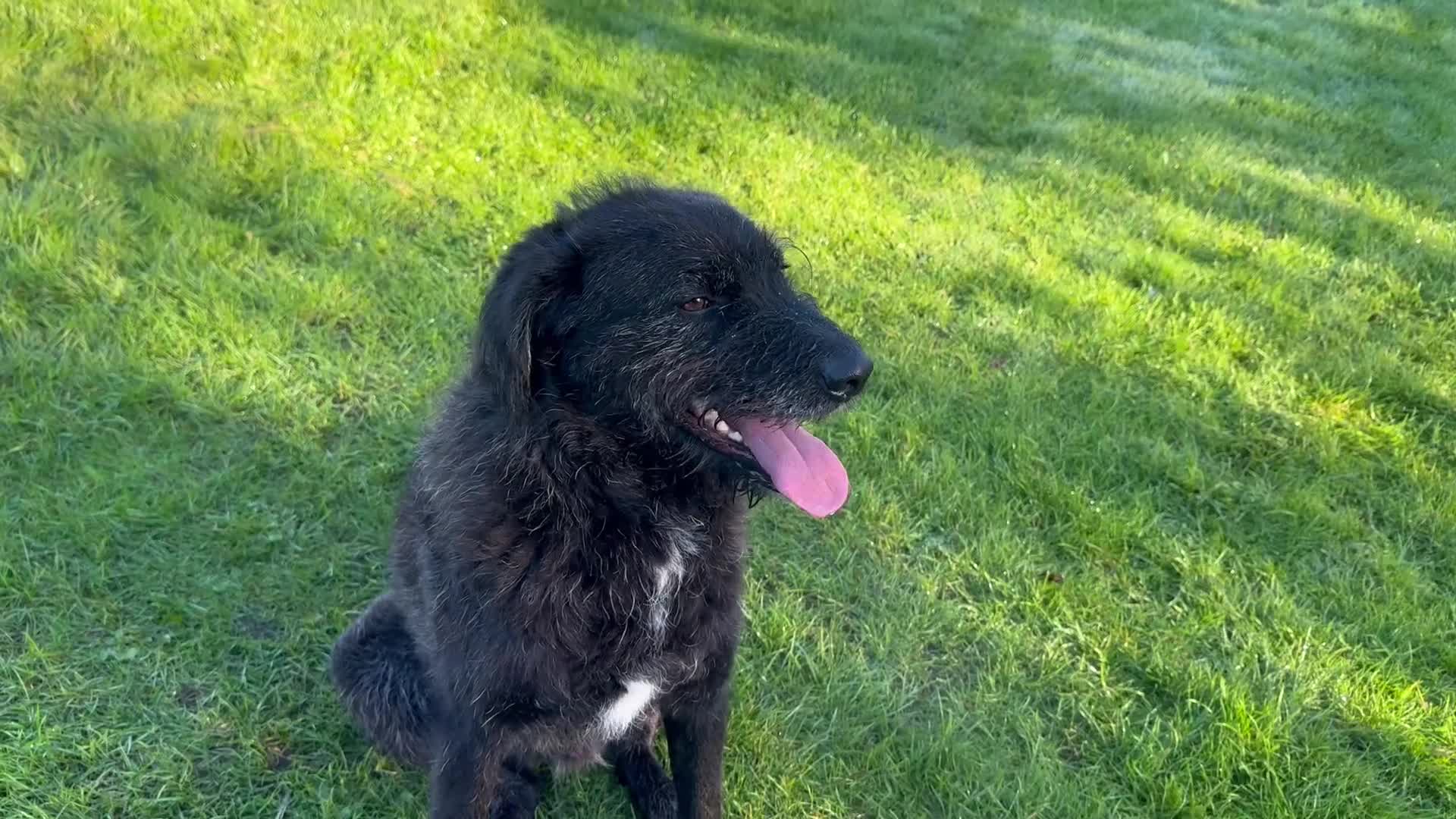 Mixed Breed dogs for adoption: Miro is desperate to find his special Person 💙 - Video 2