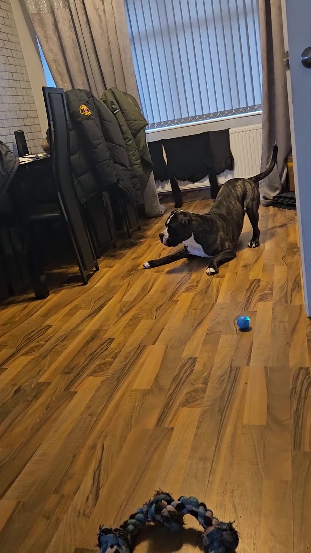 Cane Corso dogs for stud: Wanting a stud for my girl Kali - Video 1