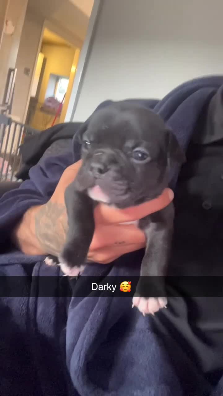 Mixed Breed dogs for sale: Gorgeous litter of frenchieX  - Video 5