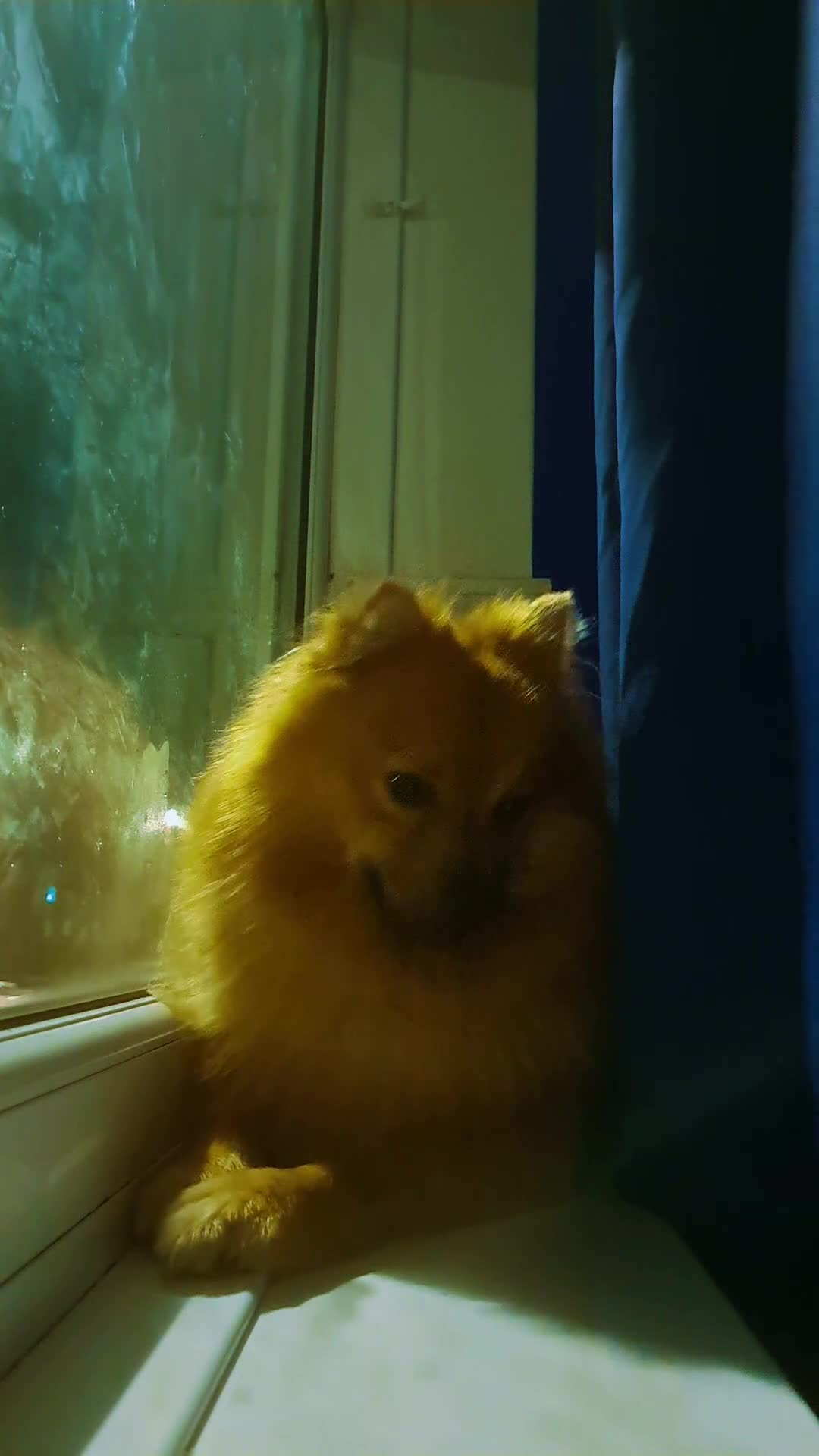 Pomeranian dogs for sale: 1 year old boy  in Manchester - Video 1
