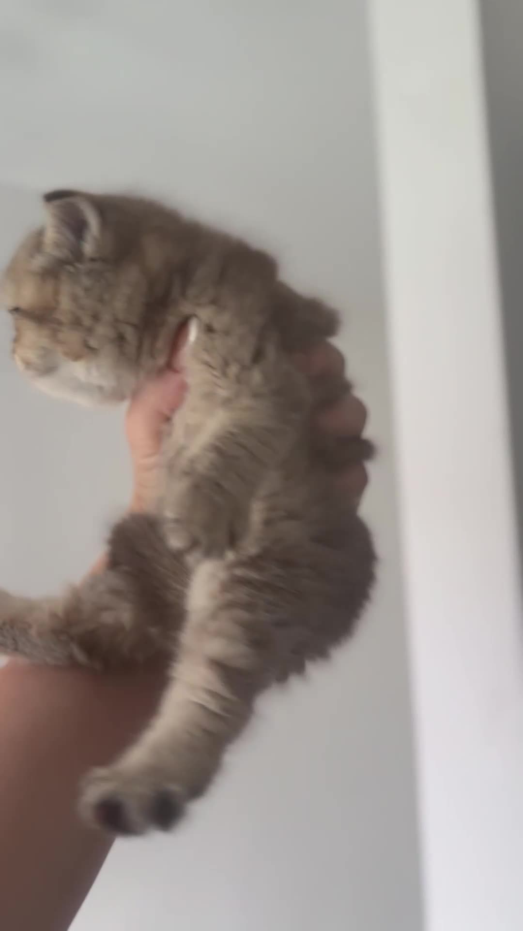 British Shorthair cats for sale: KITTENS AVAILABLE FROM CHAMPION GOLDEN LINES 🐻⭐️ - Video 1