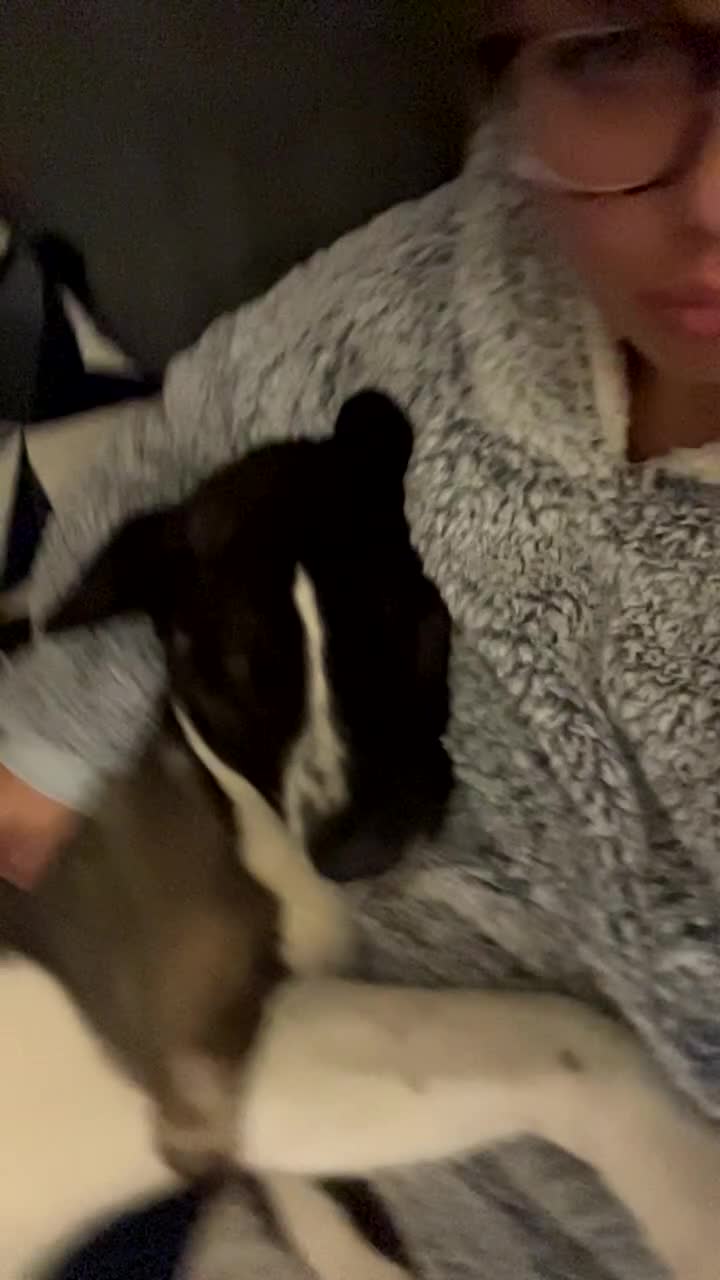 Huskita dogs for sale: 2 year old huskita - Video 2