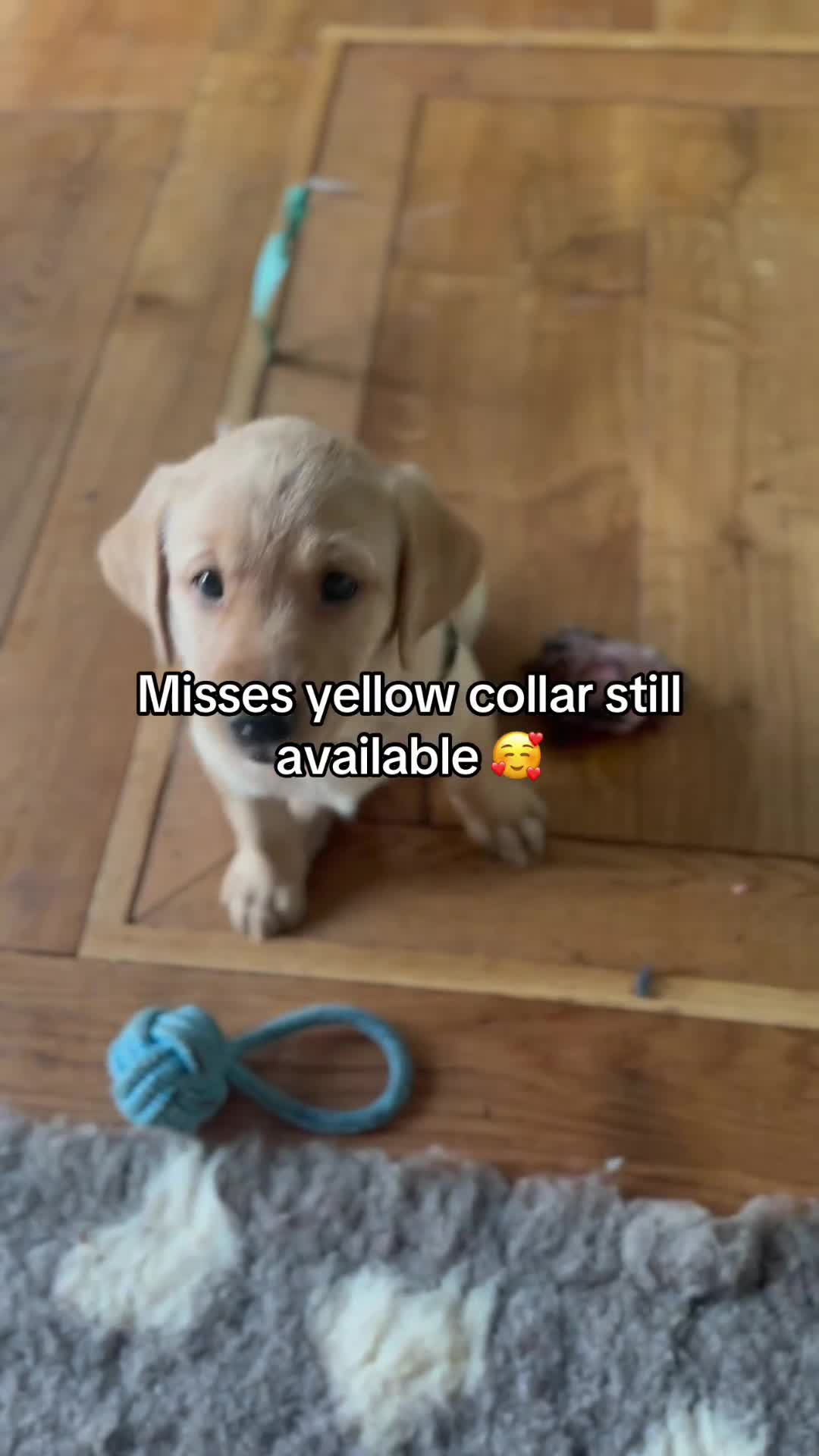 Labrador Retriever dogs for sale: FTCH Sired excellent FTCH working line Labradors - Video 1