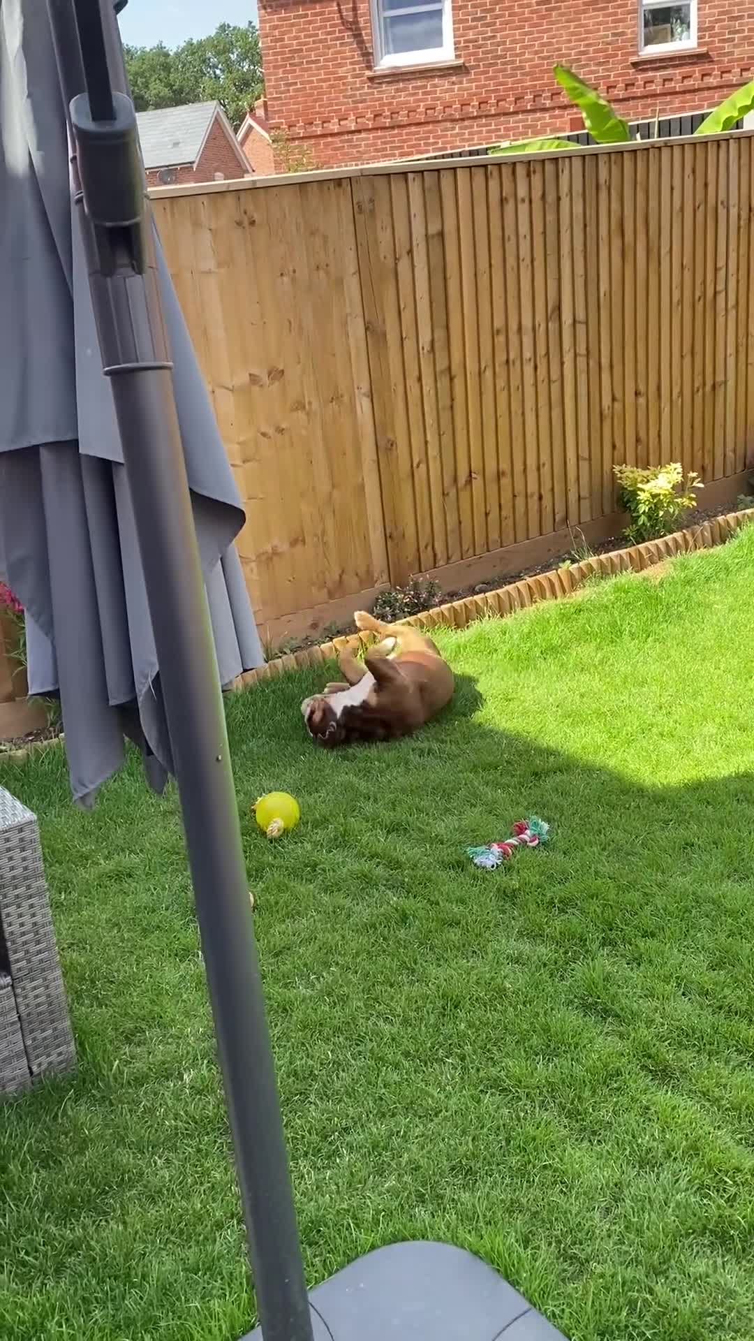 English Bulldog dogs for sale: British Bulldog Male for Sale - Video 2