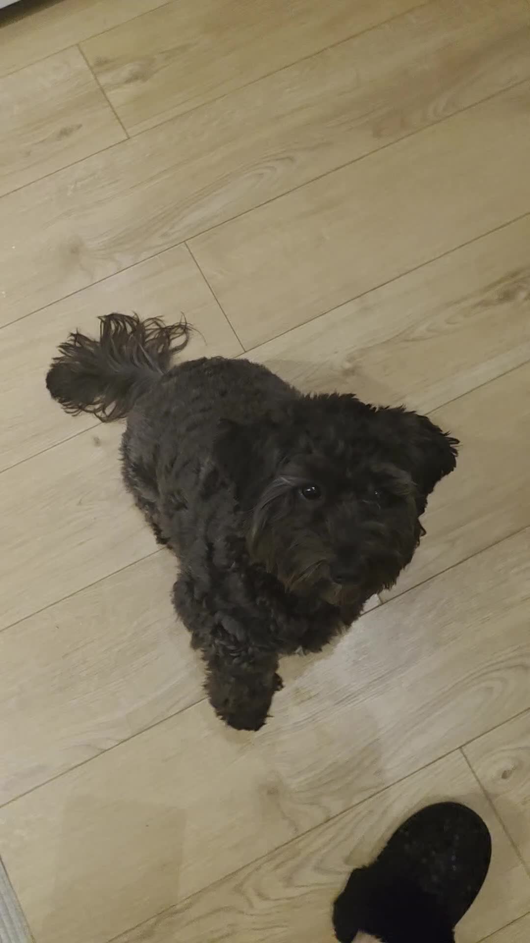 Maltipoo dogs for sale: Maltipoo  - Video 1