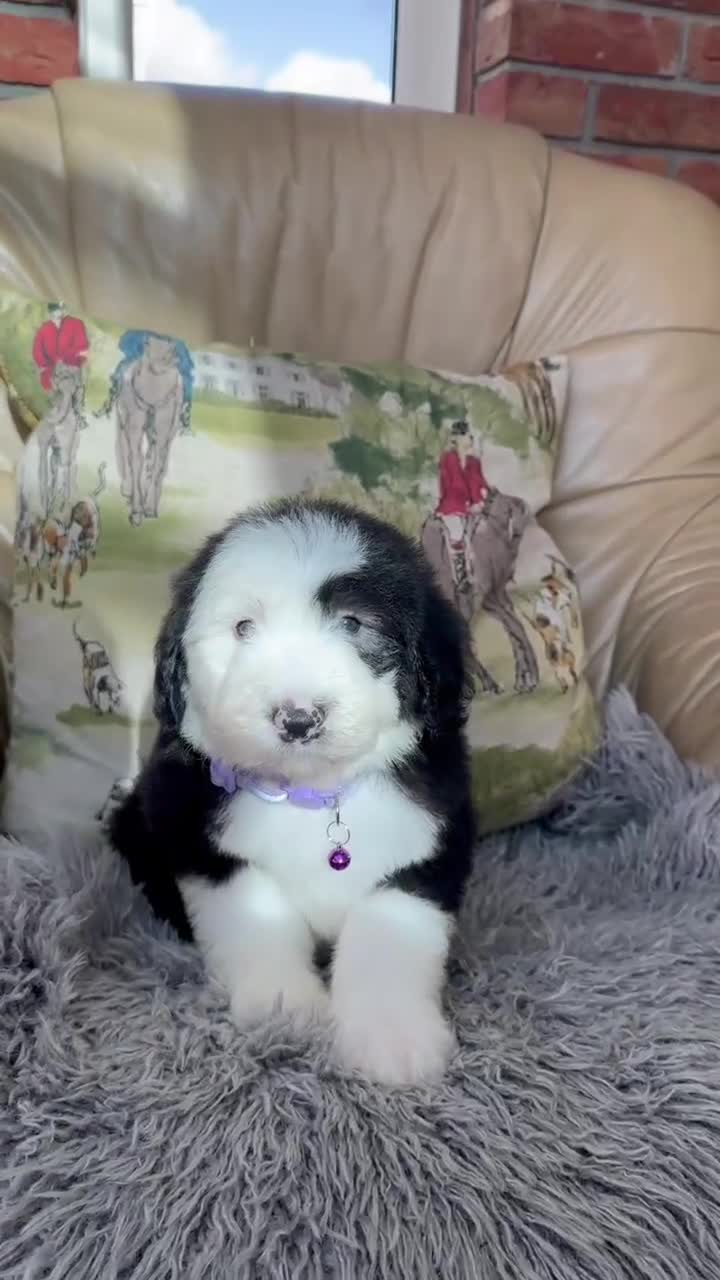 Old English Sheepdog dogs for sale: Old English sheep dog puppies  - Video 3