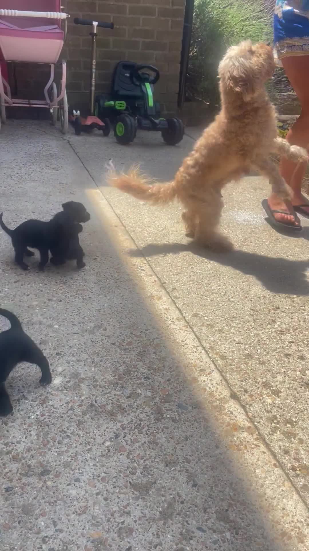 Mixed Breed dogs for sale: Chihuahua × Cavapoo  - Video 1