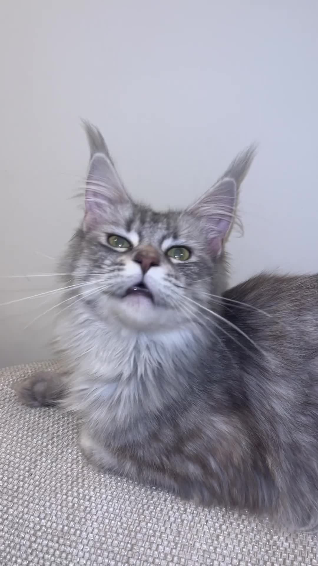 Maine Coon cats for sale: Stunning main coon Strom  - Video 1