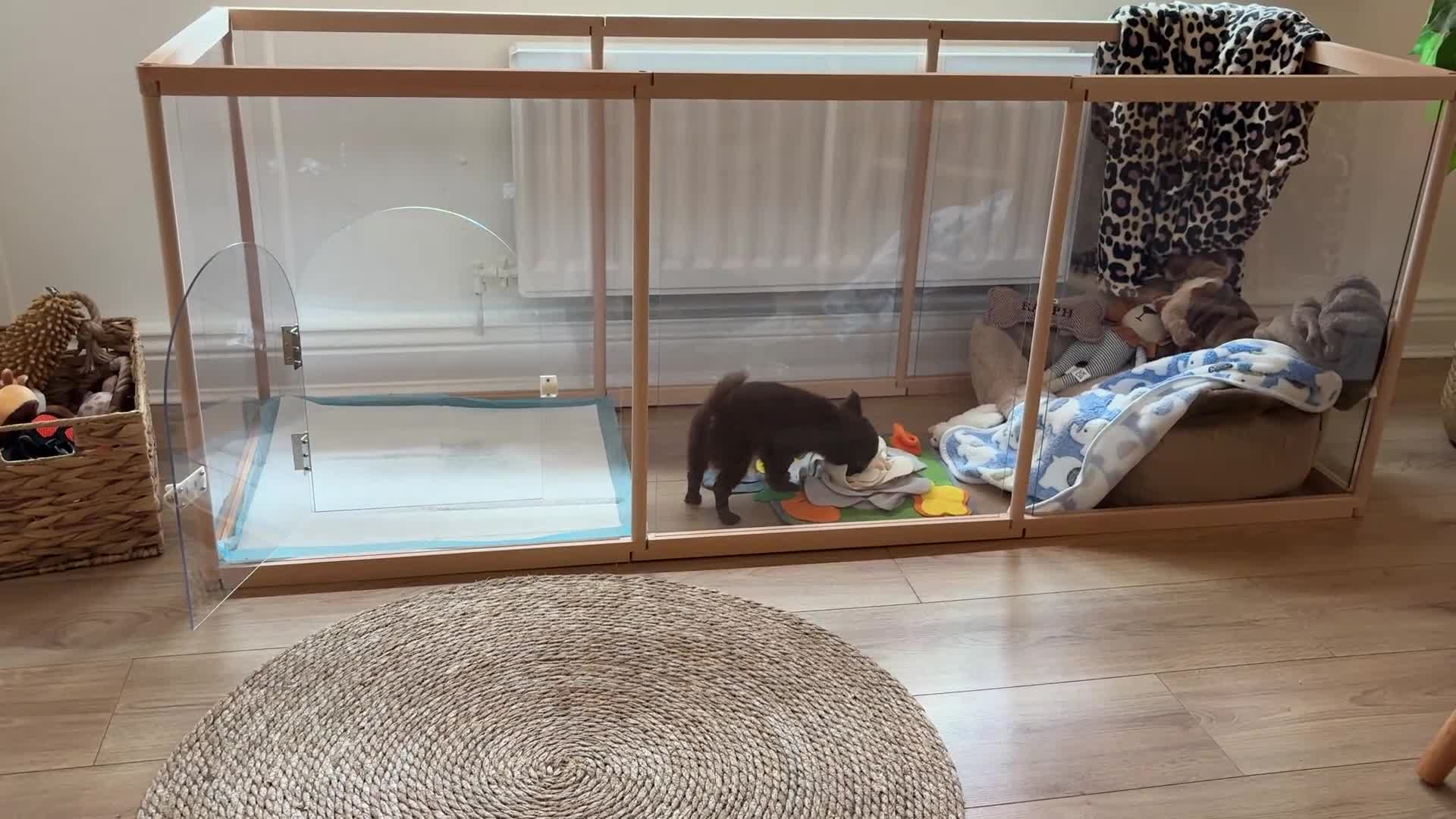Chihuahua dogs for sale: Chocolate chihuahua  - Video 2