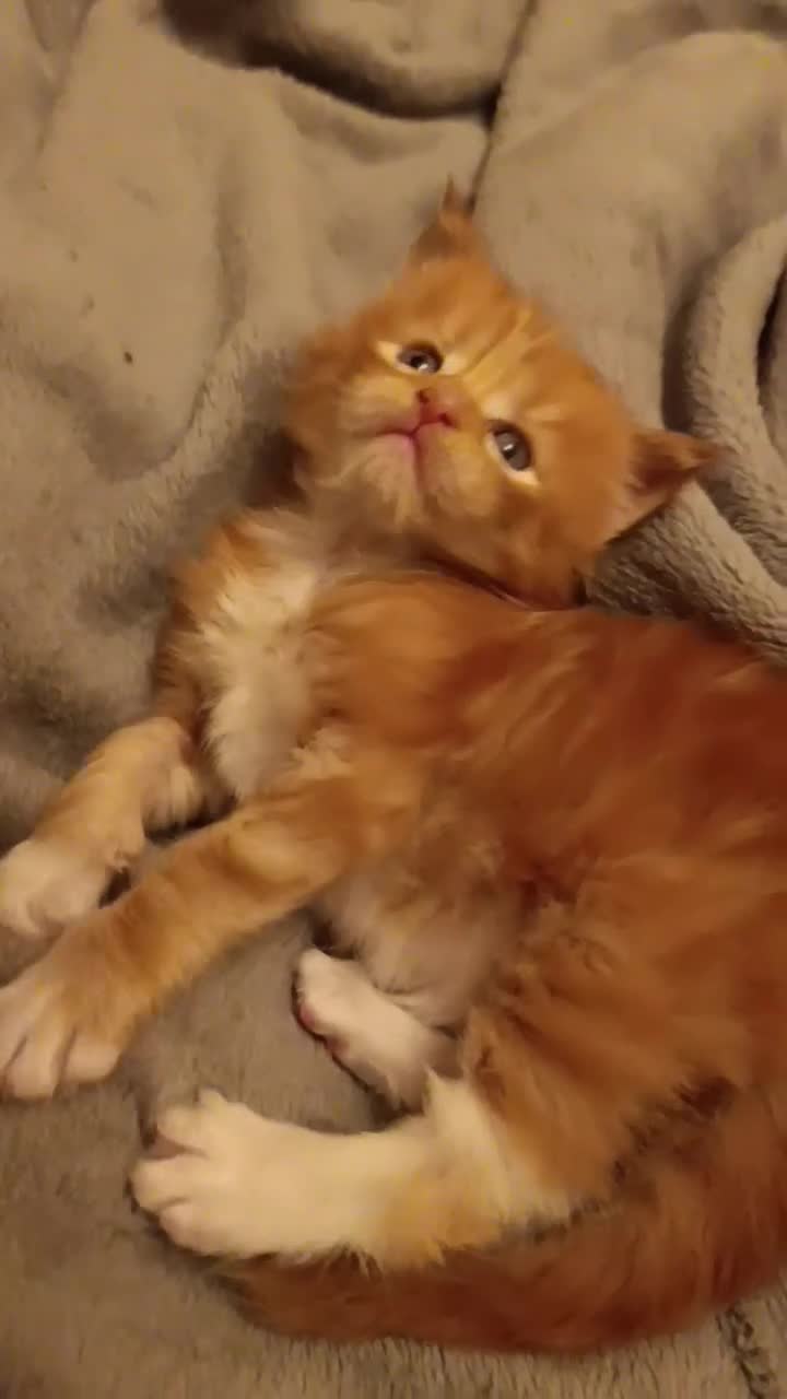 Maine Coon cats for sale: Maine Coon kitten Fire Red Marble Tabby and White - Video 3