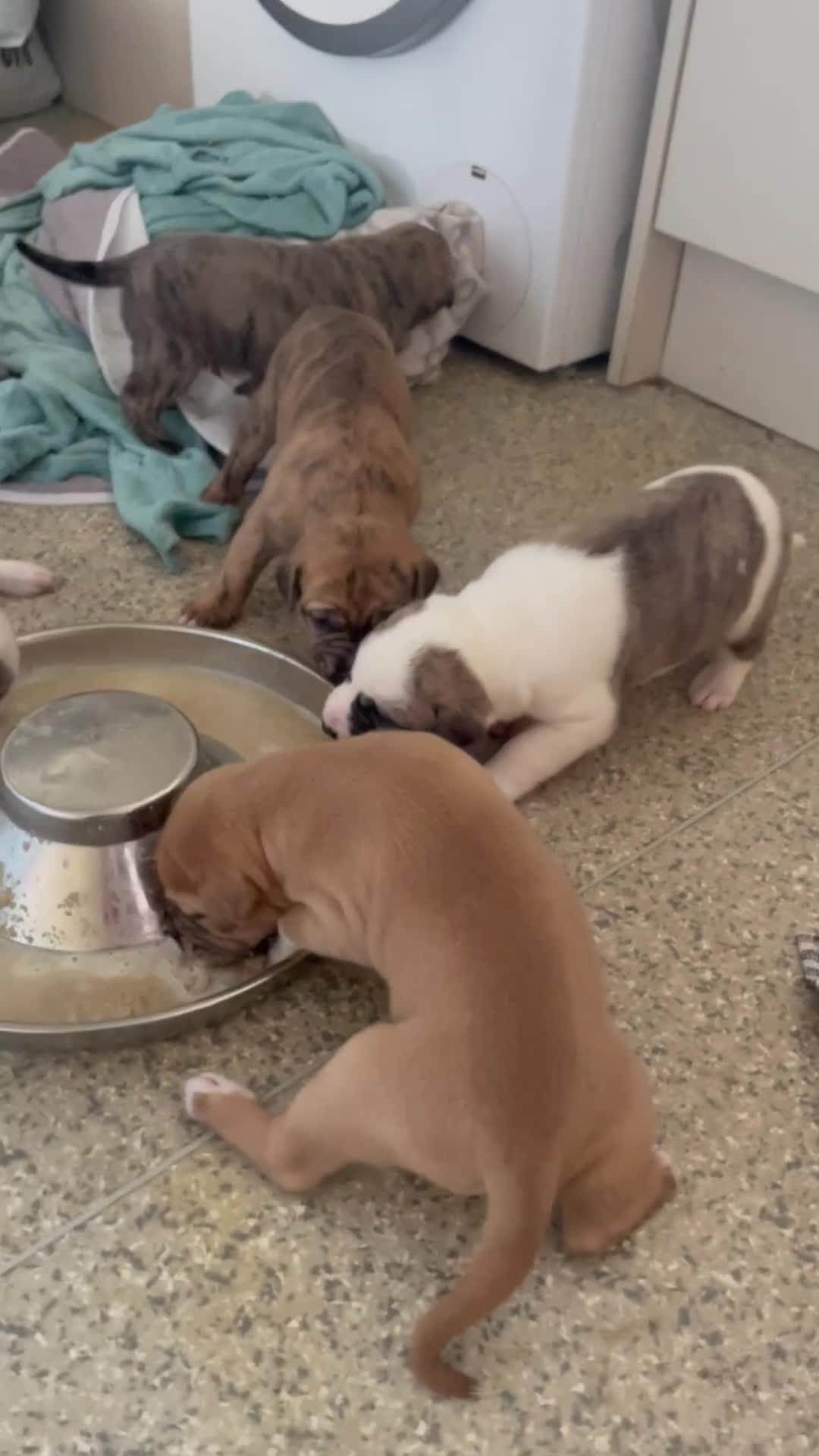 Mixed Breed dogs for sale: Gorgeous Presa X Doberman only 7/10 remaining!! - Video 3