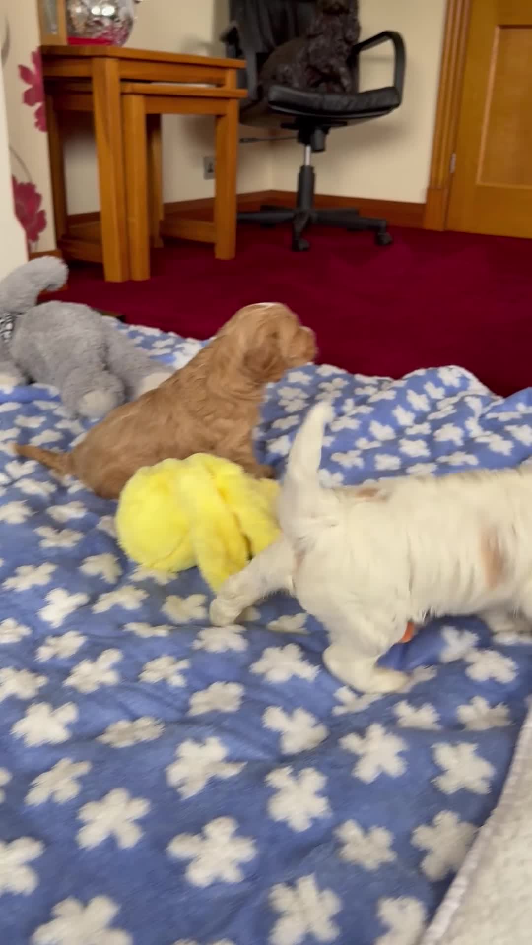 Cockapoo dogs for sale: F1 SHOW COCKAPOOS - Video 4