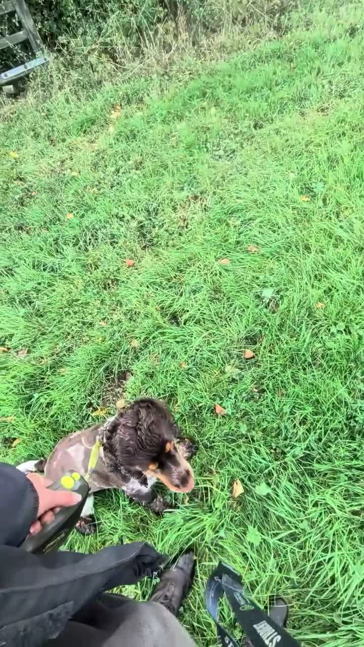 Cocker Spaniel dogs for sale: SPECIAL HOME WANTED FOR SOL - 2Yr COCKER SPANIEL - Video 2