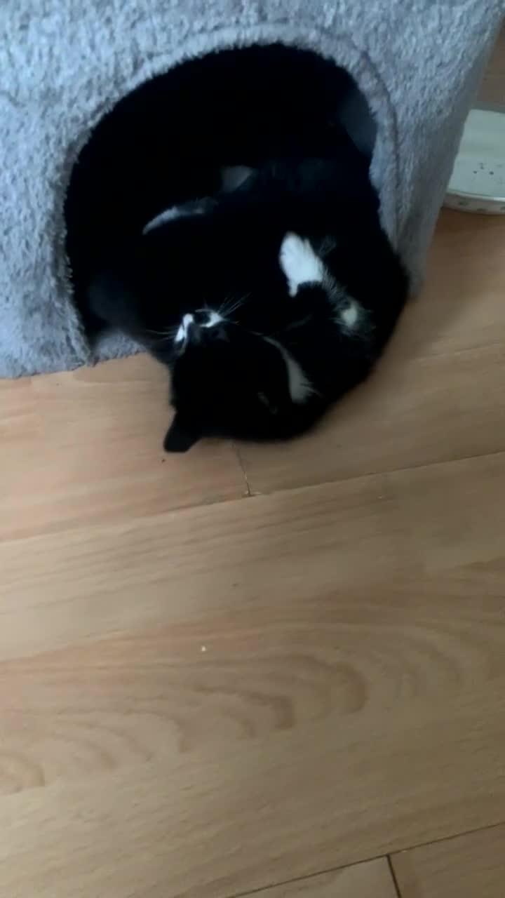 British Shorthair cats for sale: Black and white kittens ready for a new home - Video 2