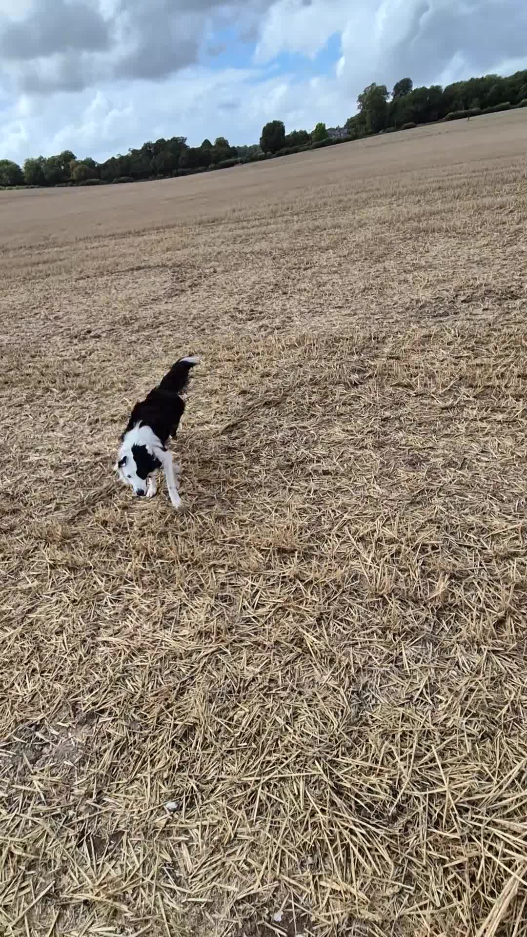Border Collie dogs for sale: Border Collie 'Bandit' looking for a good home - Video 1