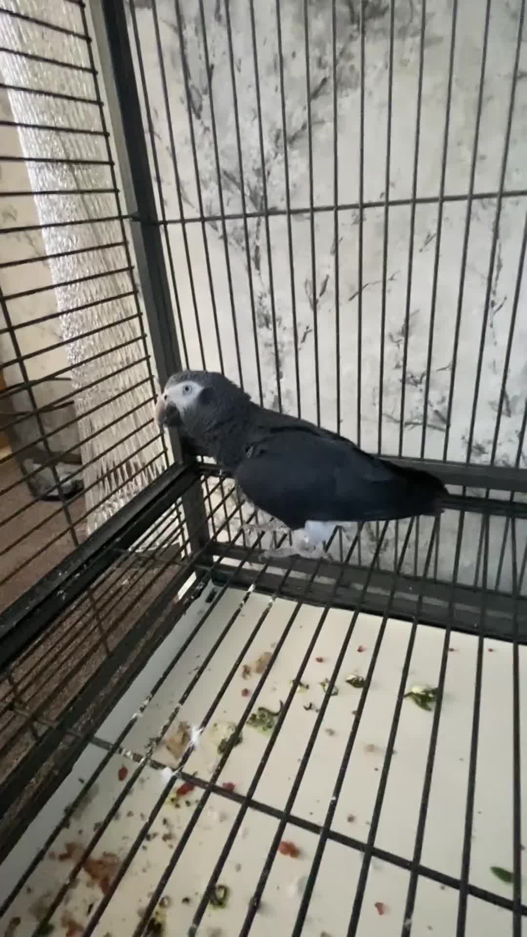 Parrots birds for sale: African Gray Parrot For Sale  - Video 1