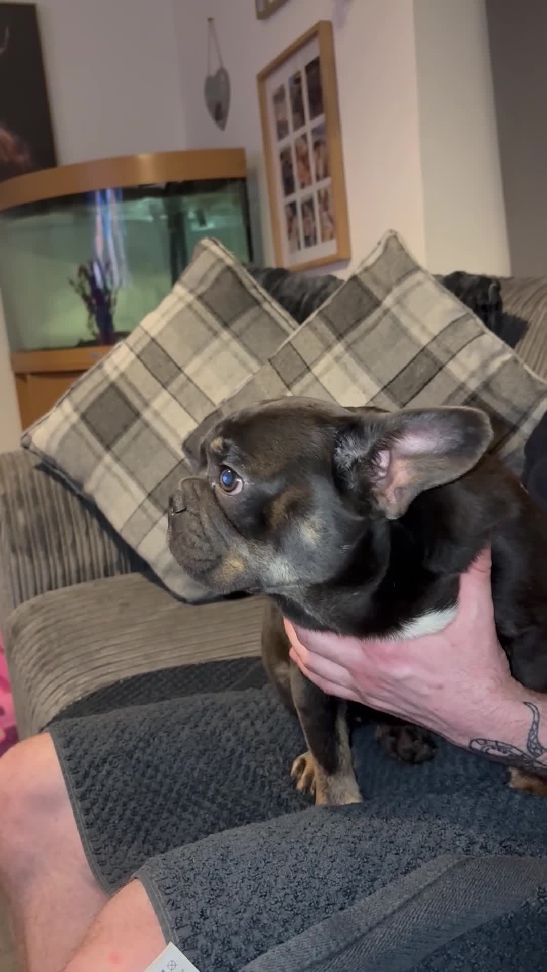 French Bulldog dogs for sale: Beautiful super friendly frenchie girl - Video 2