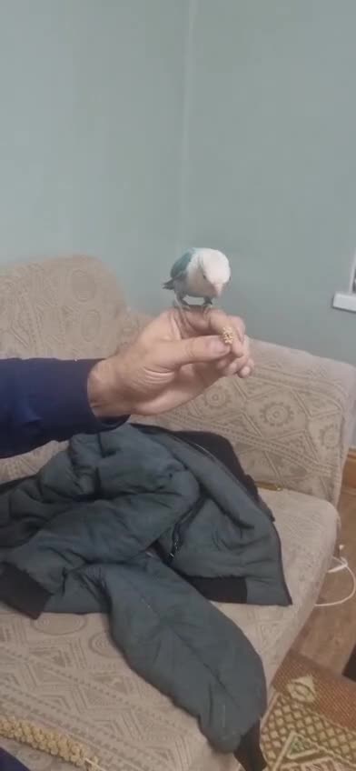 Lovebirds birds for sale: Mutations oplines Fishers lovebirds in Birmingham - Video 2