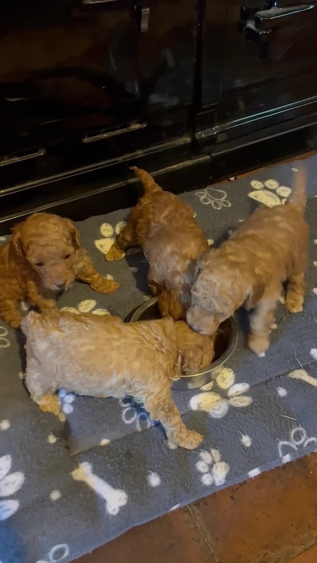 Toy Poodle dogs for sale: Red and Apricot Tiny Toy Poodles - Ready Soon - Video 1